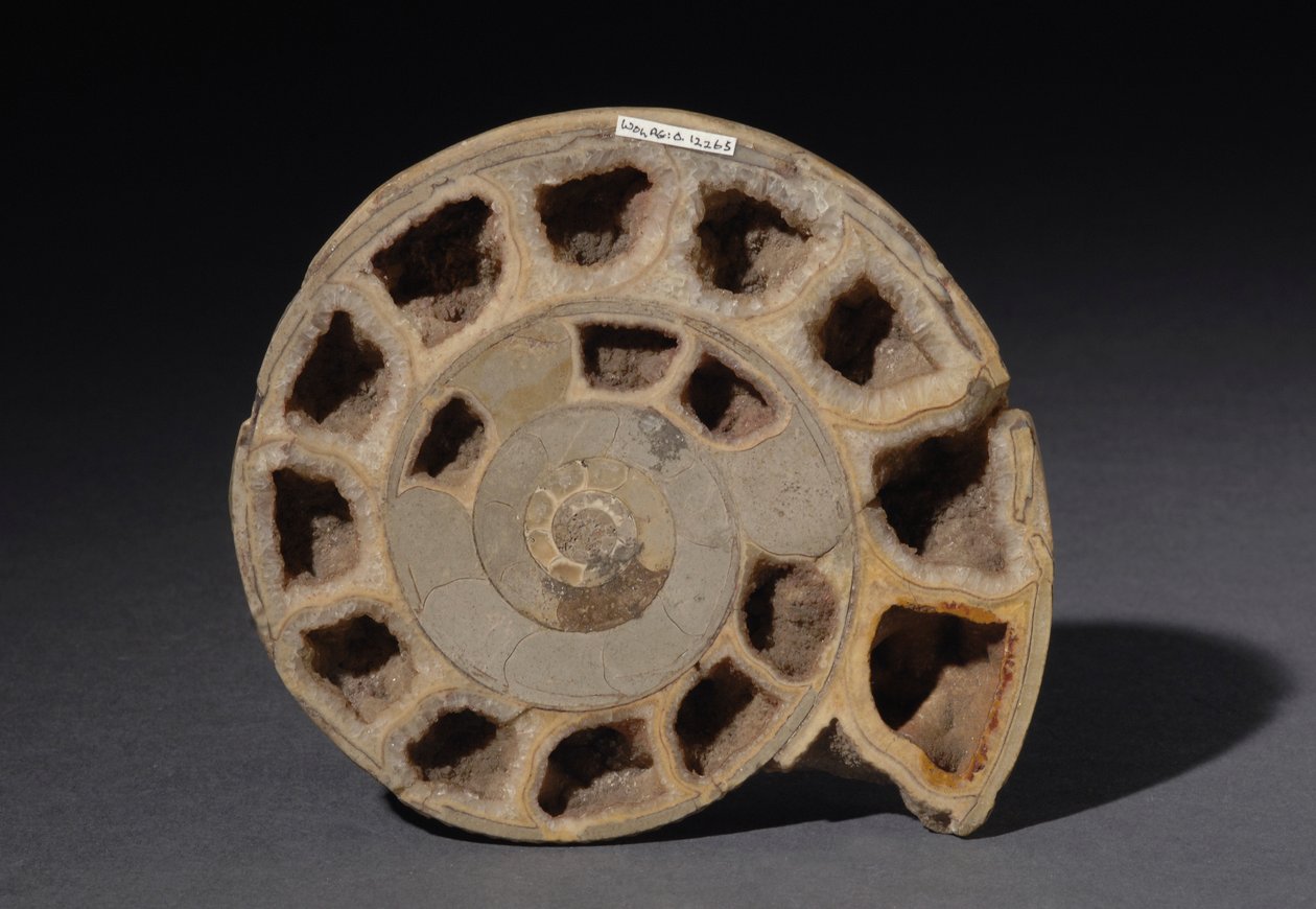 Ammonittfossil, omtrent 170 millioner år gammel (bilde) av Hippolyte Lalaise Devéria