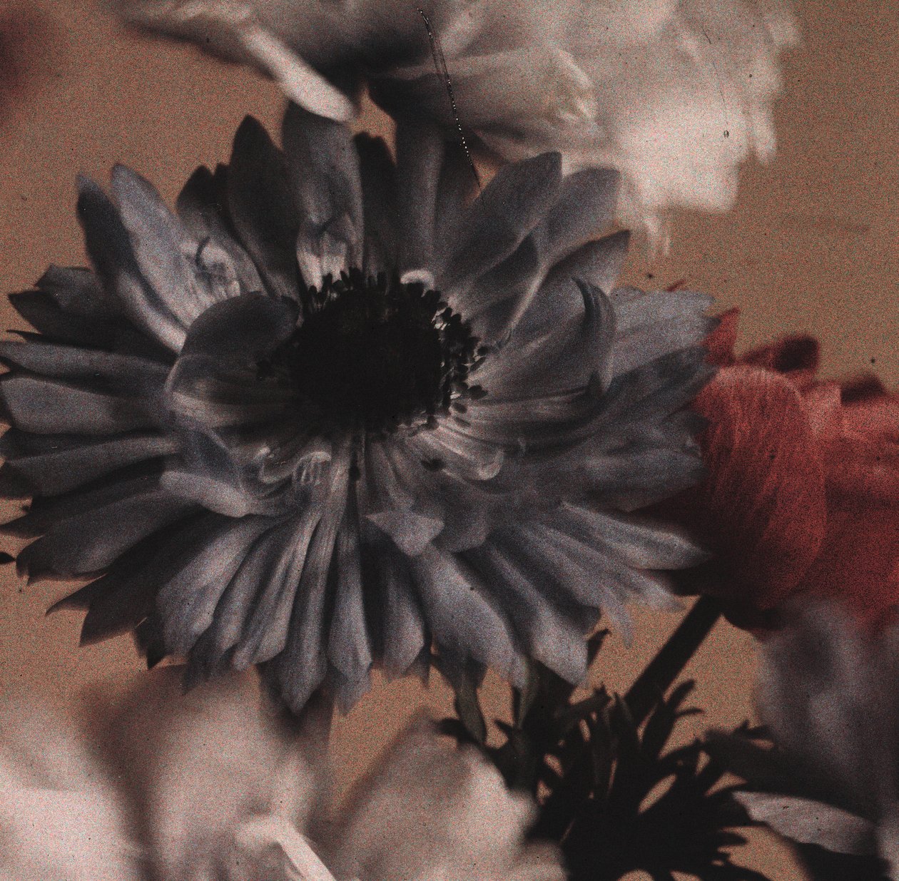 "Anemoner" (Anemone blomster) av Frederick (attr. to) Barnard
