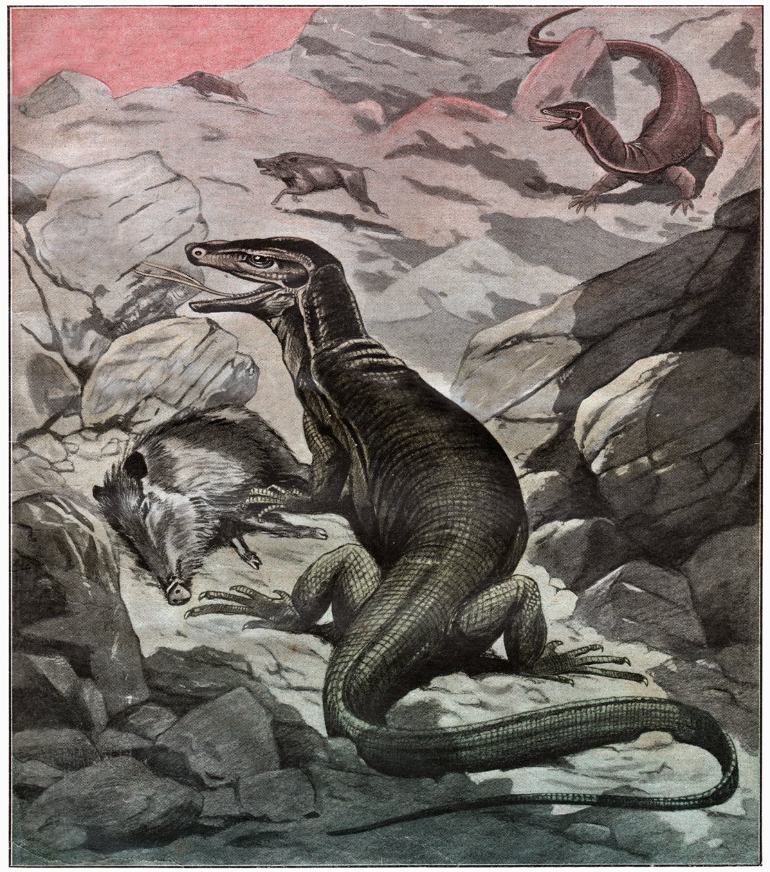 Asiatisk vannmonitor, ca 1925 av . .