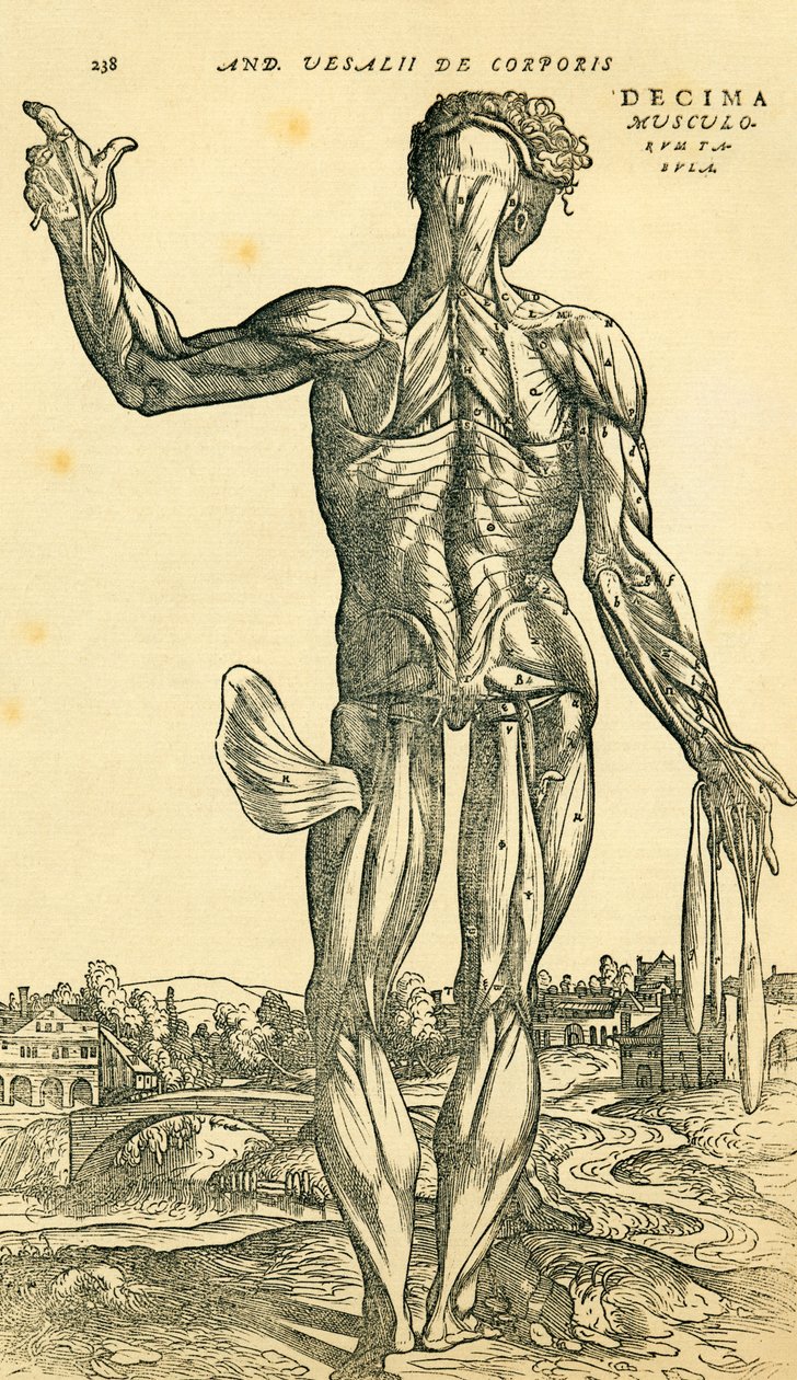 Baksiden av den mannlige menneskekroppen, en anatomisk studie opprinnelig publisert i De Humani Corporis Fabrica Libri Septem (om stoffet til menneskekroppen i syv bøker) av Andreas Vesalius, utgitt Basel av Ferdinand Georg Waldmuller