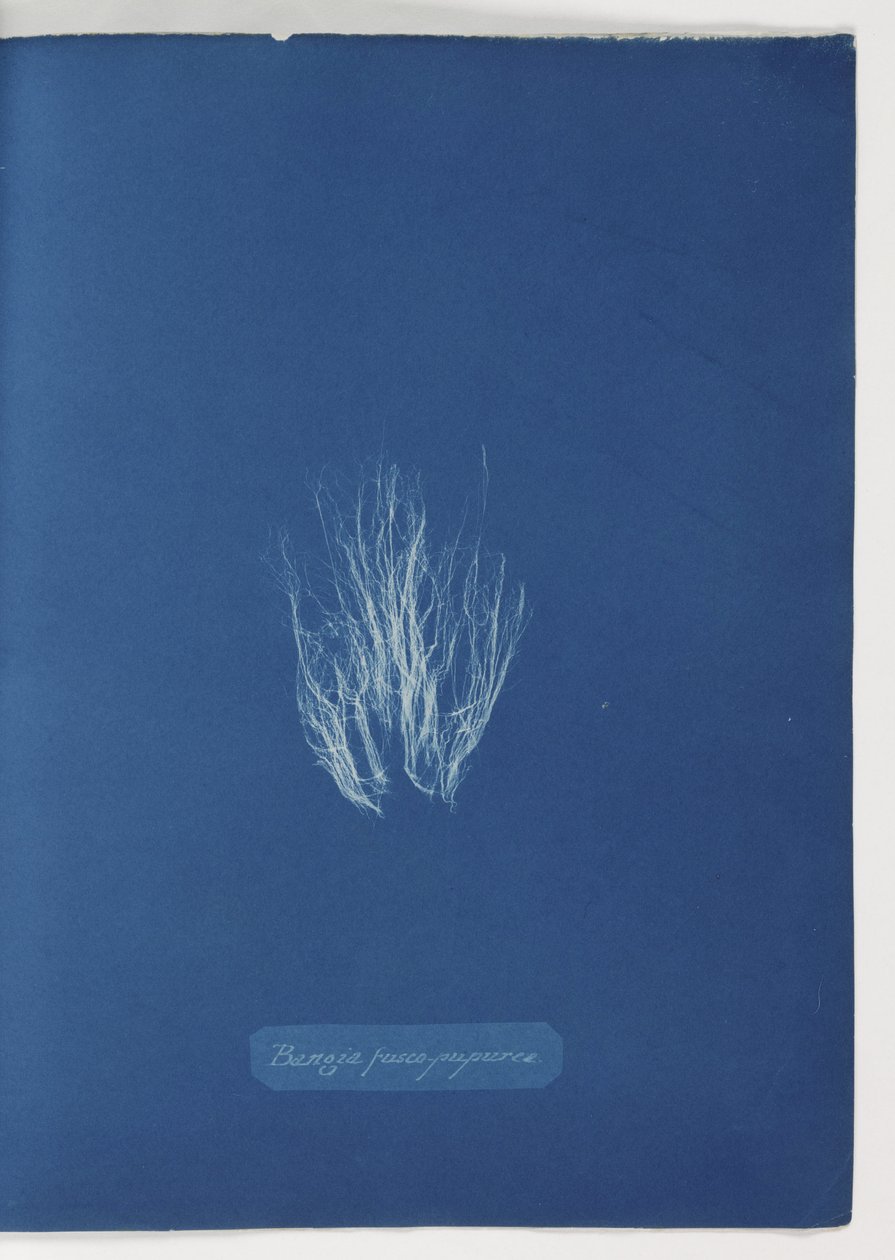 'Bangia fusco-purpurea' av Frederick (attr. to) Barnard