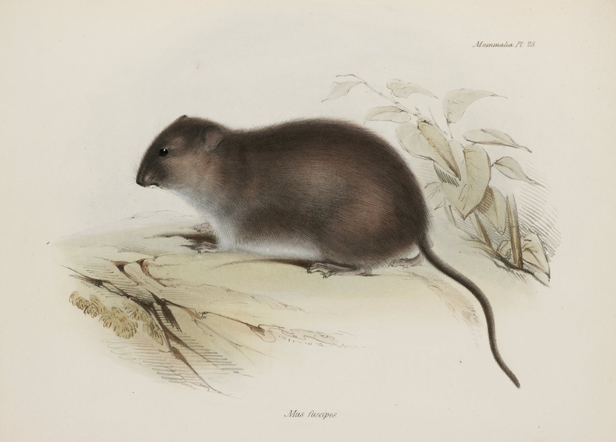 Busk eller brunfotrotte, Australia, ca 1832-1836 av John Pardon
