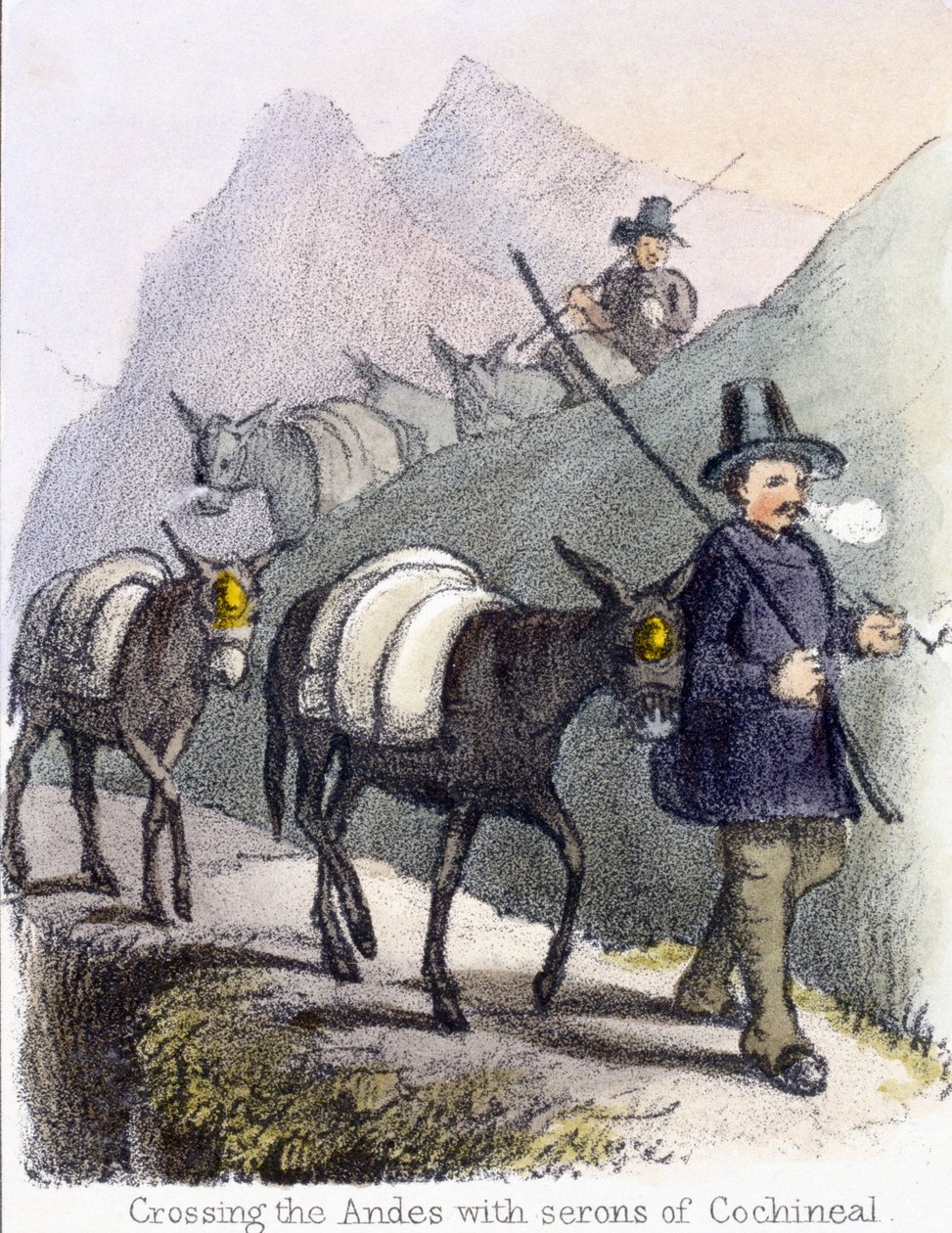 Krysser Andesfjellene med serons of Cochineal', ca 1845 av Frederick (attr. to) Barnard