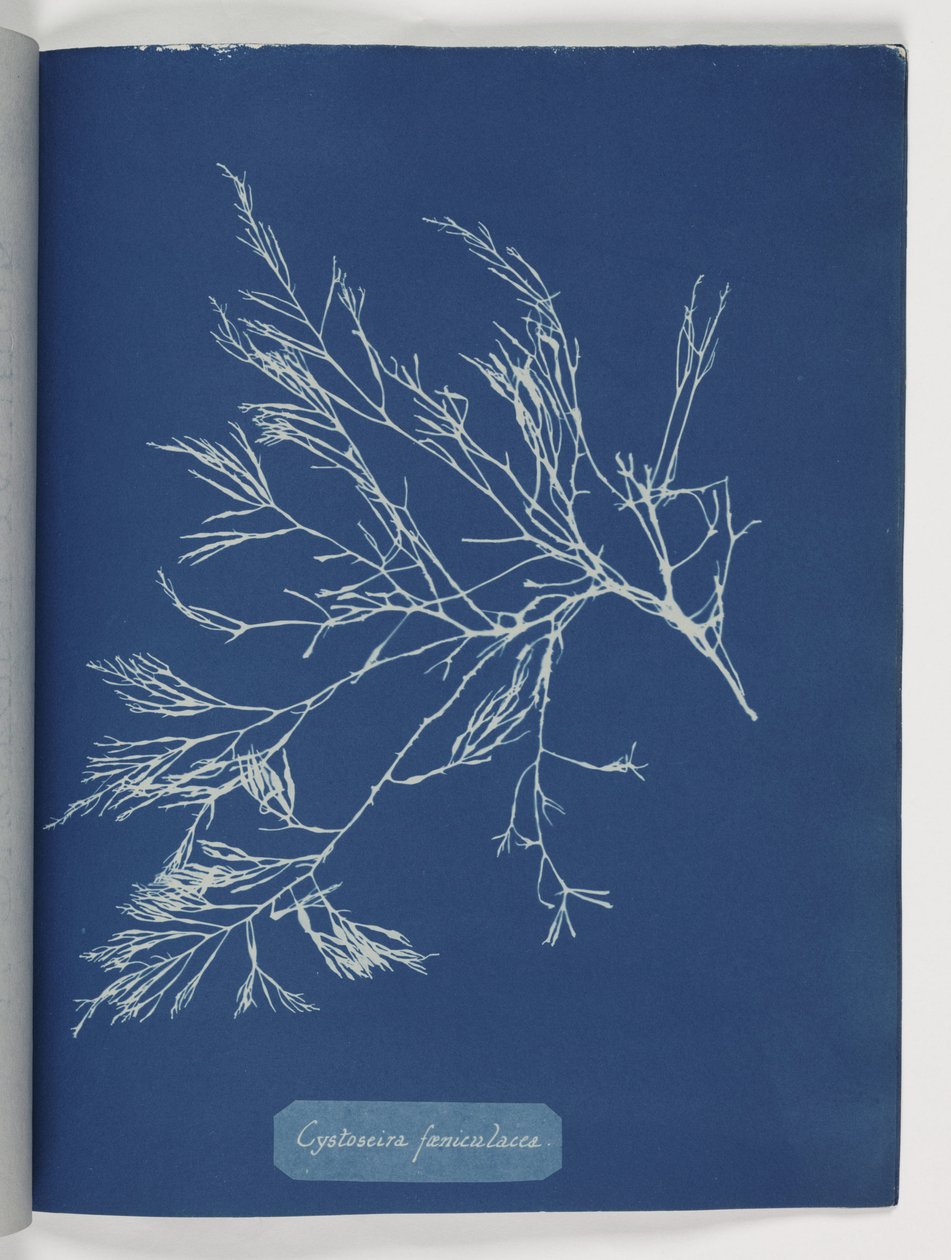 'Cystoseira foeniculacea' av Frederick (attr. to) Barnard