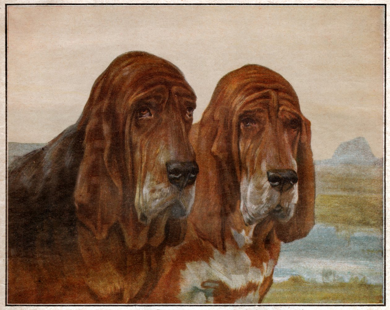 Hunder av Saint Hubert eller Bloodhound. 1925 (illustrasjon) av . .