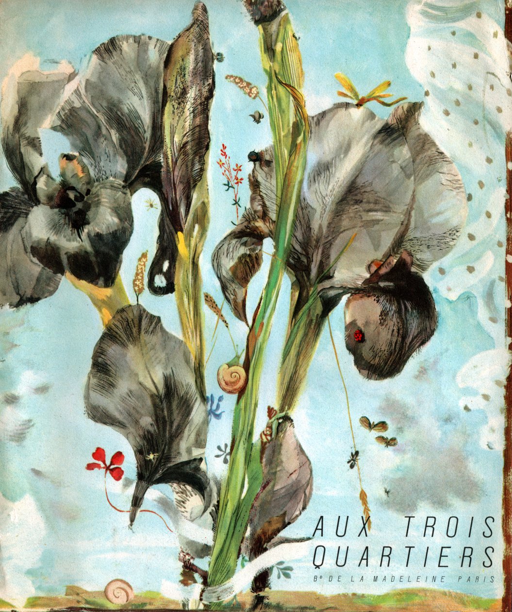 Iris (blomst). ca. 1920 (gravering) av . .