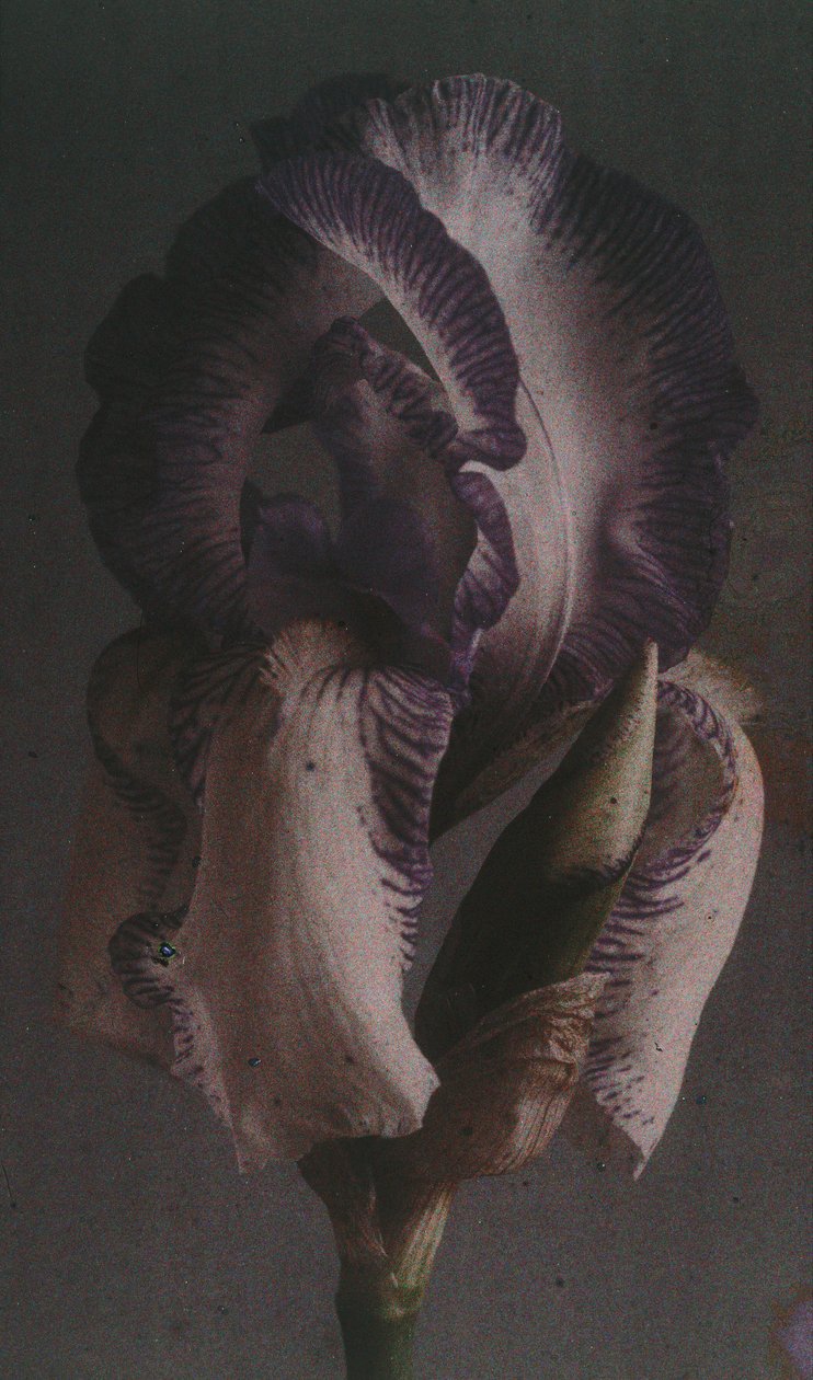 "Iris germanique" (Iris germanica) av Frederick (attr. to) Barnard