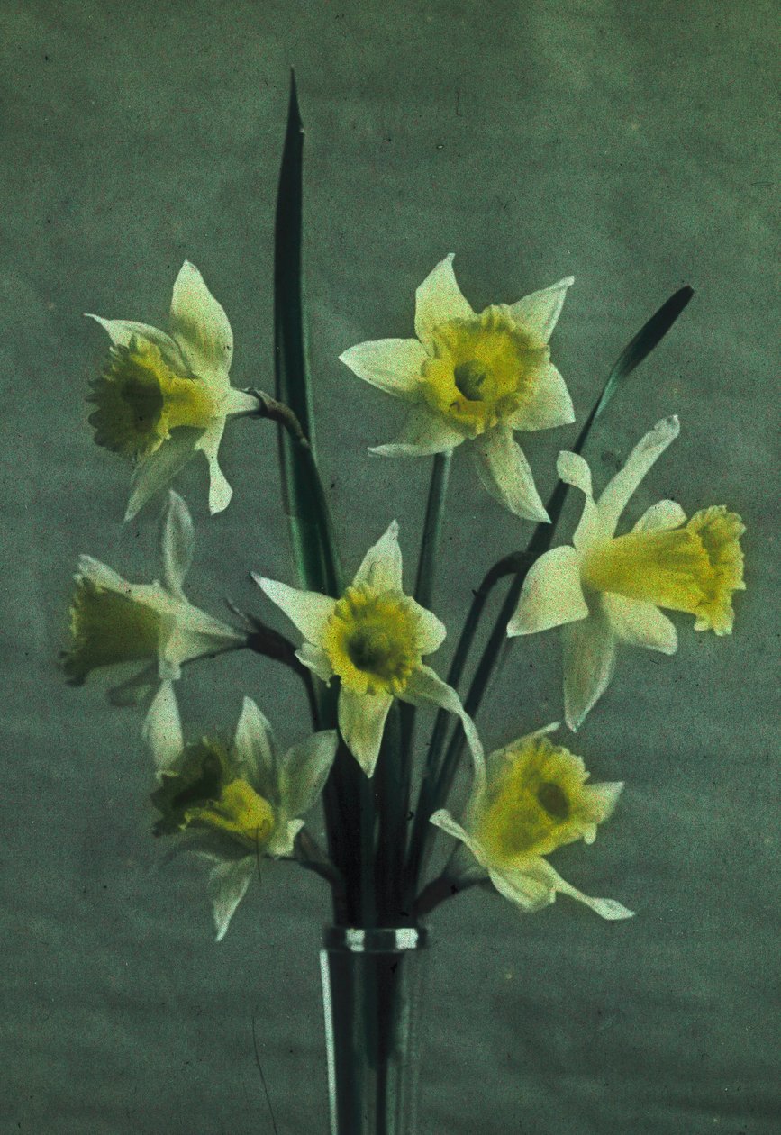 "Daffodils" (påskelilje - Golden Spur) av Frederick (attr. to) Barnard
