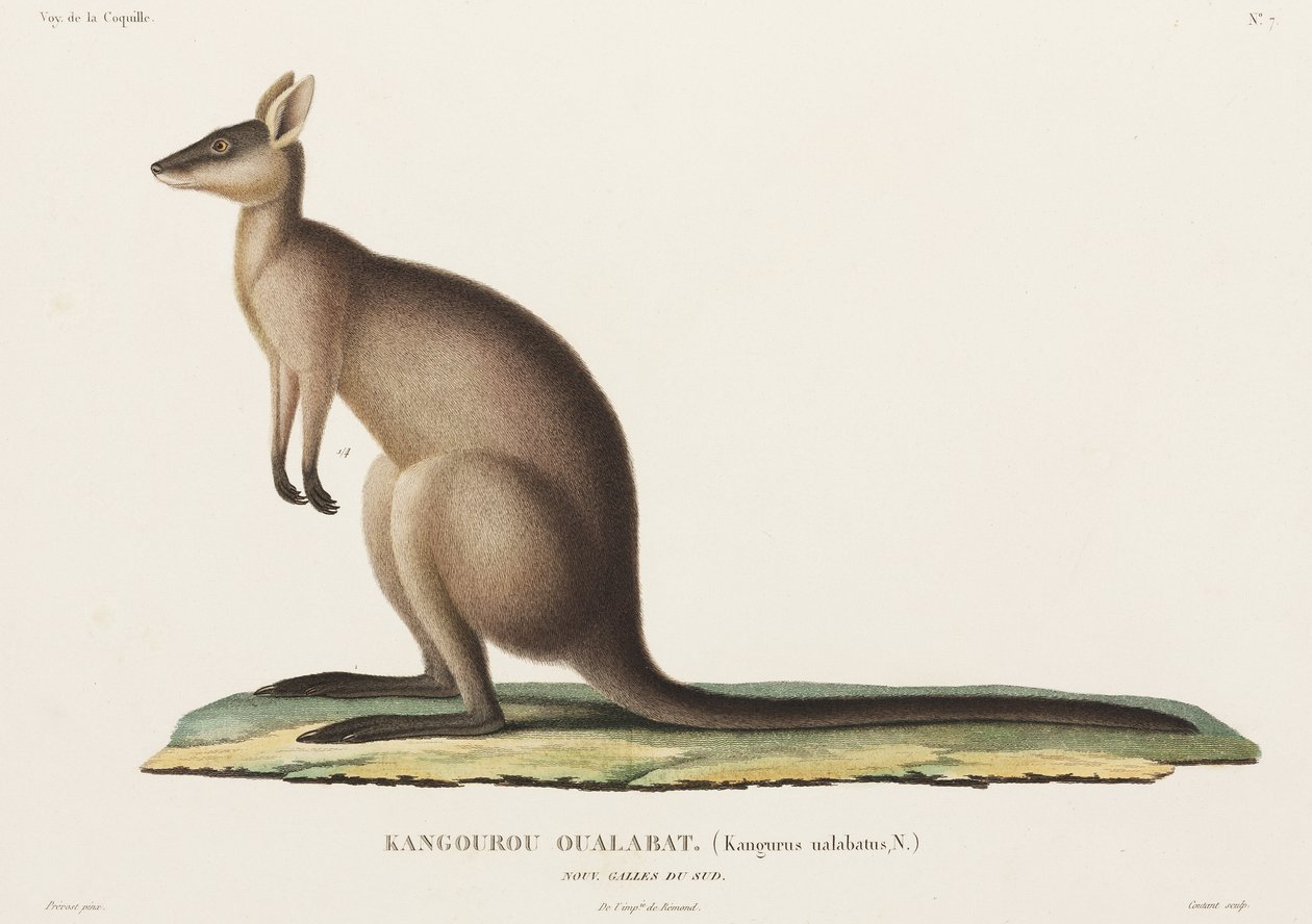 Kangaroo, New South Wales, Australia av John Pardon