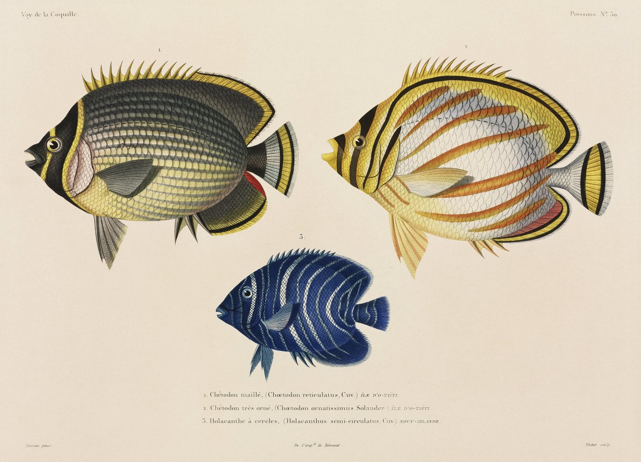 Sendte og utsmykkede sommerfuglfisk og angelfish, Sør-Stillehavet av John Pardon