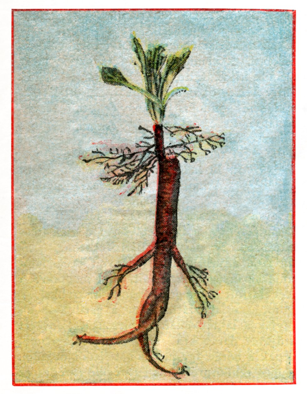 Mandragora av . .