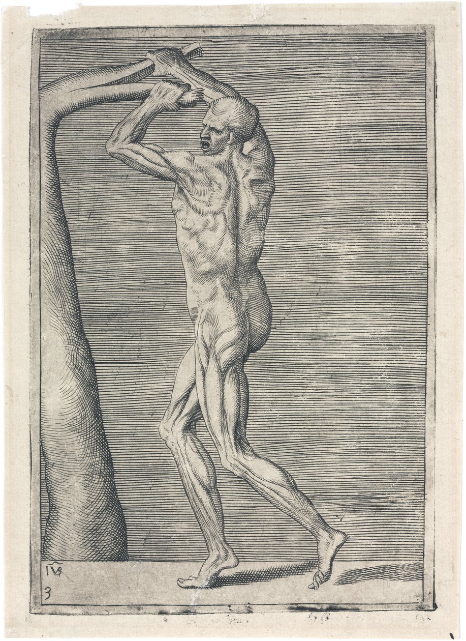 Muskler Anatomisk studie av mannlig muskulatur; mann som bryter en gren, ca 1555 av Frederick (attr. to) Barnard