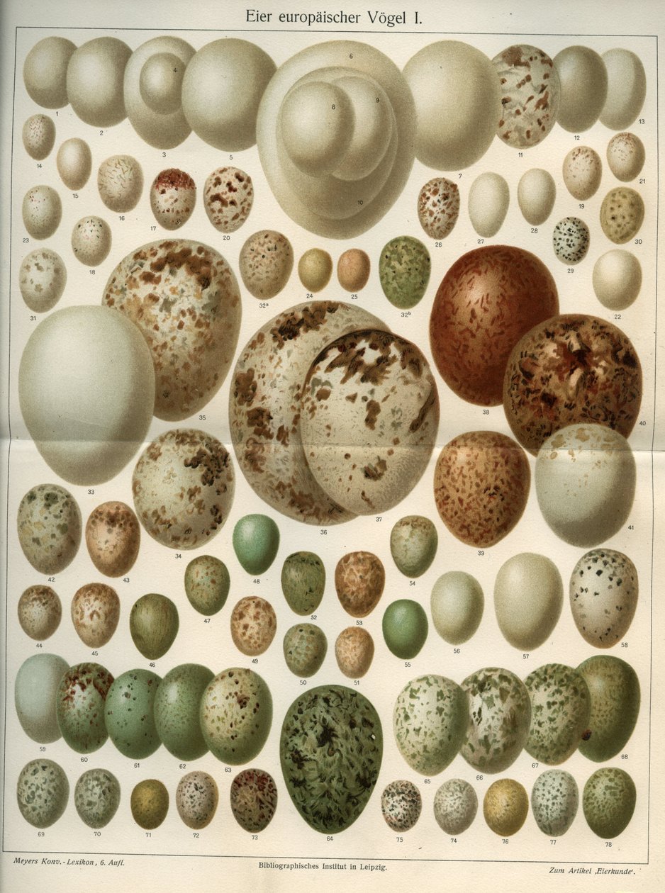 Naturvitenskapelig styre som representerer forskjellige fugleegg. Illustrasjon hentet fra “Meyers Grosses Konversations - Lexikon””” 1904. Bibliographers Institute, Leipzig og Wien av Ferdinand Georg Waldmuller