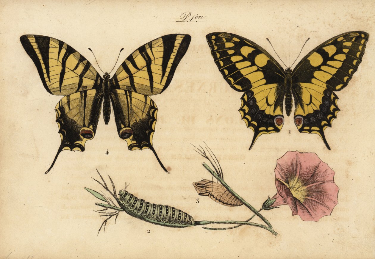 Old World swallowtail, Papillo machaon 1,2,3 og knapp swallowtail, Iphiclides podalirius 4 av John Pardon