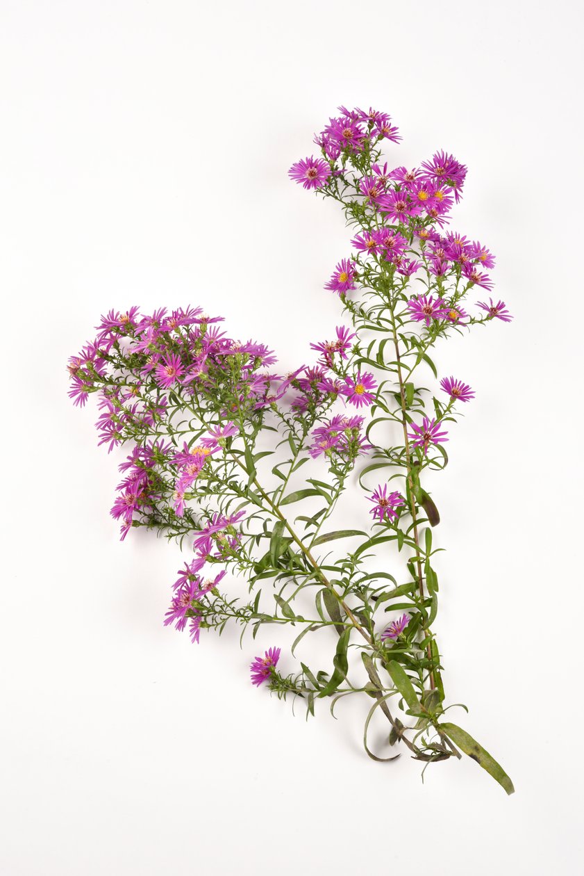 Rosa blomster av Michaelmas Daisy aster amellus av . .