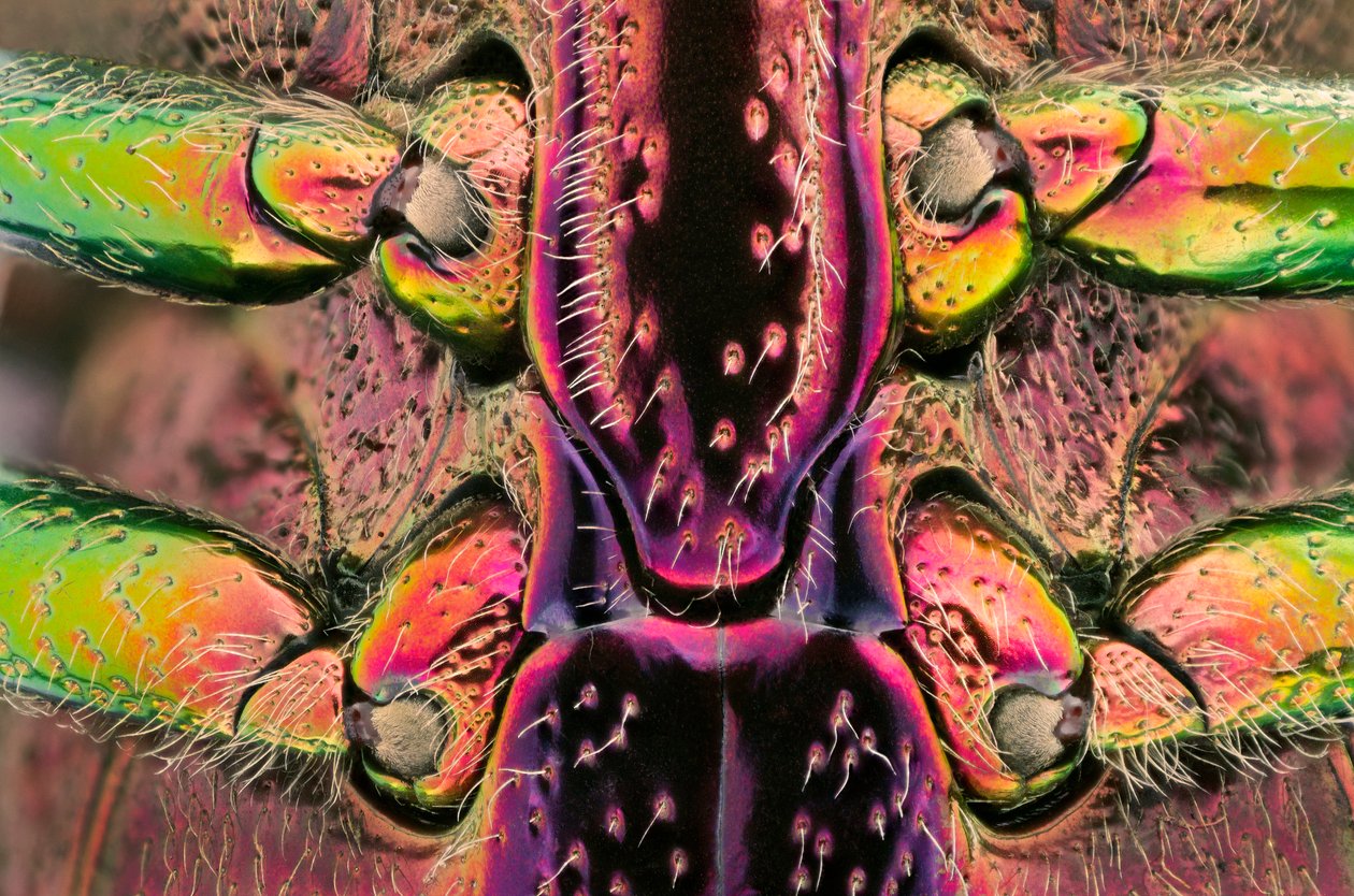 Polybothris quadricollis fra Madagaskar. Detalj av magen (makrofotografi) av John Pardon