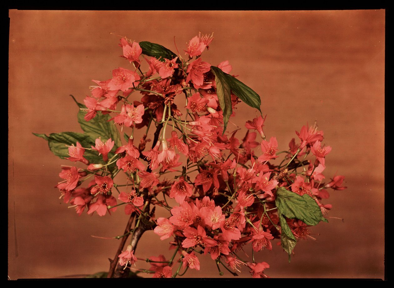 Røde blomster, ca 1940 av Frederick (attr. to) Barnard