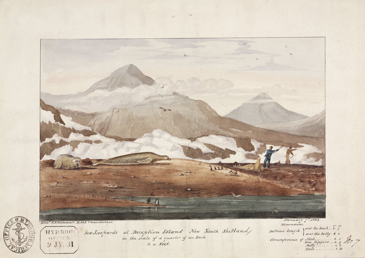 'Sea-Leopards at Deception Island, New South Shetland', 7. januar av John Pardon