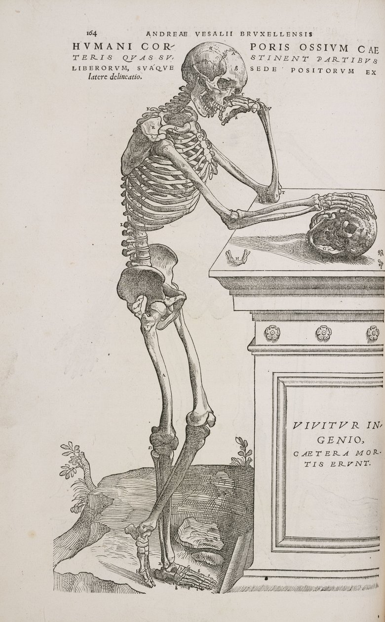 Skjeletter Et menneskelig leddskjelett sett fra siden av Frederick (attr. to) Barnard