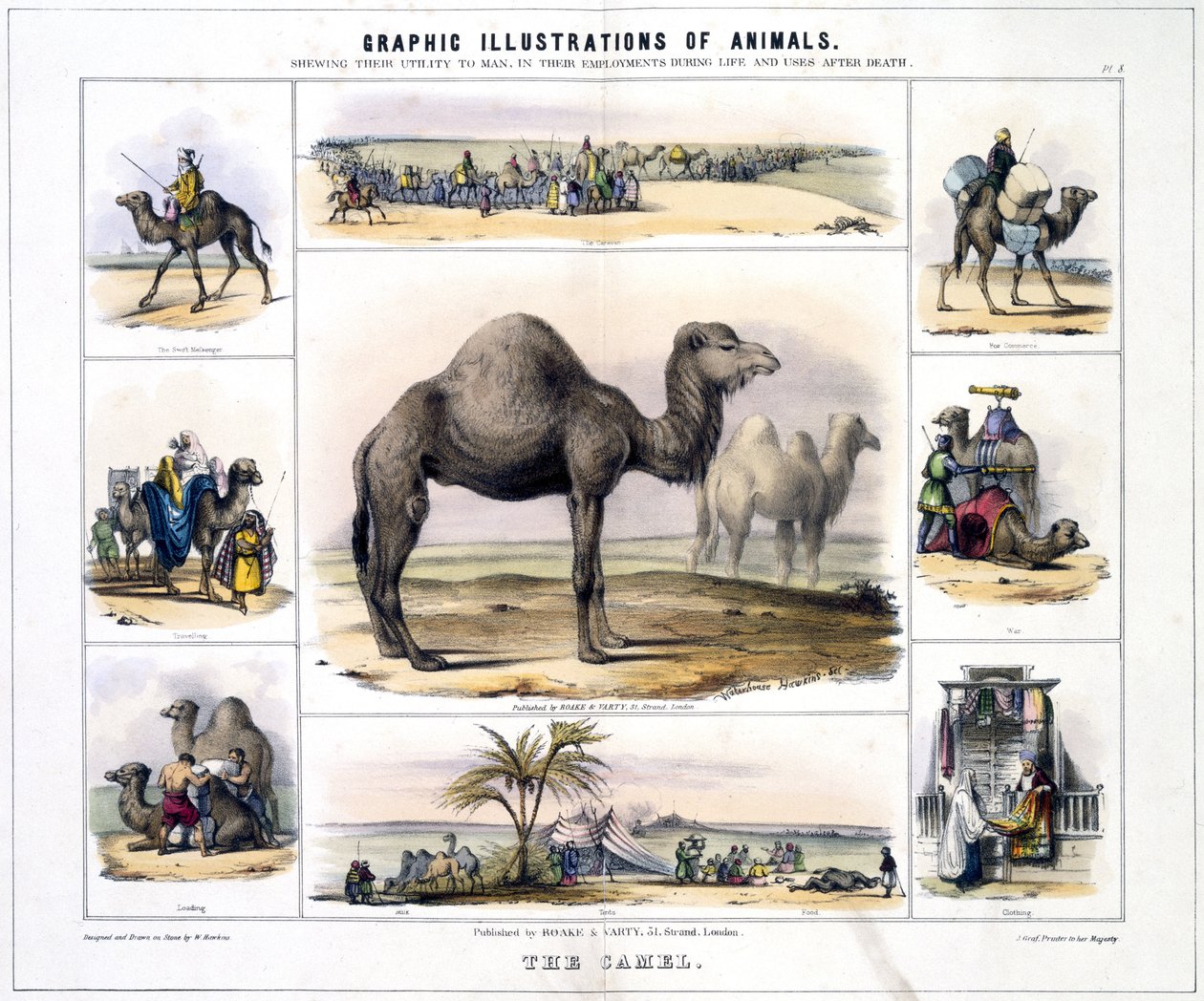 The Camel', ca 1845 av Frederick (attr. to) Barnard