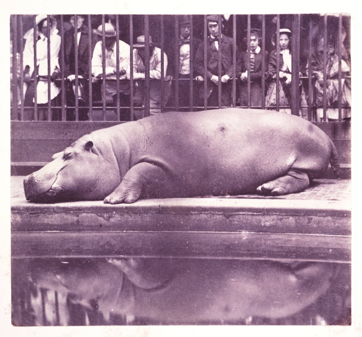 Flodhesten ved Zoological Gardens, Regents Park 