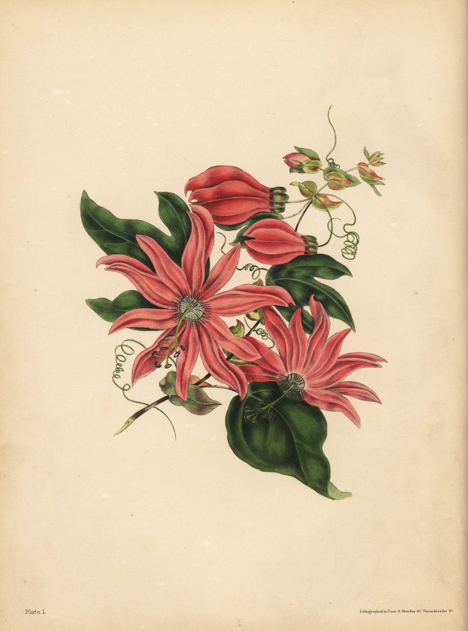 Racemosen Pasjonsblomst, Passiflora racemosa, Religiøs overtro av John Pardon
