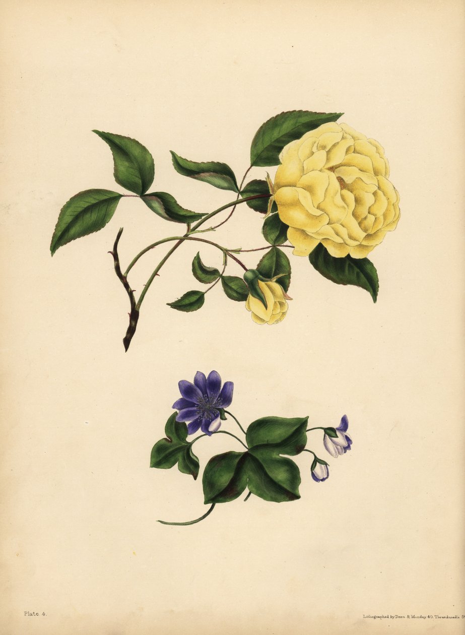 Den søtduftende China Rose, Rosa chinensis, Utroskap; Den blå Hepatica, Hepatica nobilis, Confidence av John Pardon