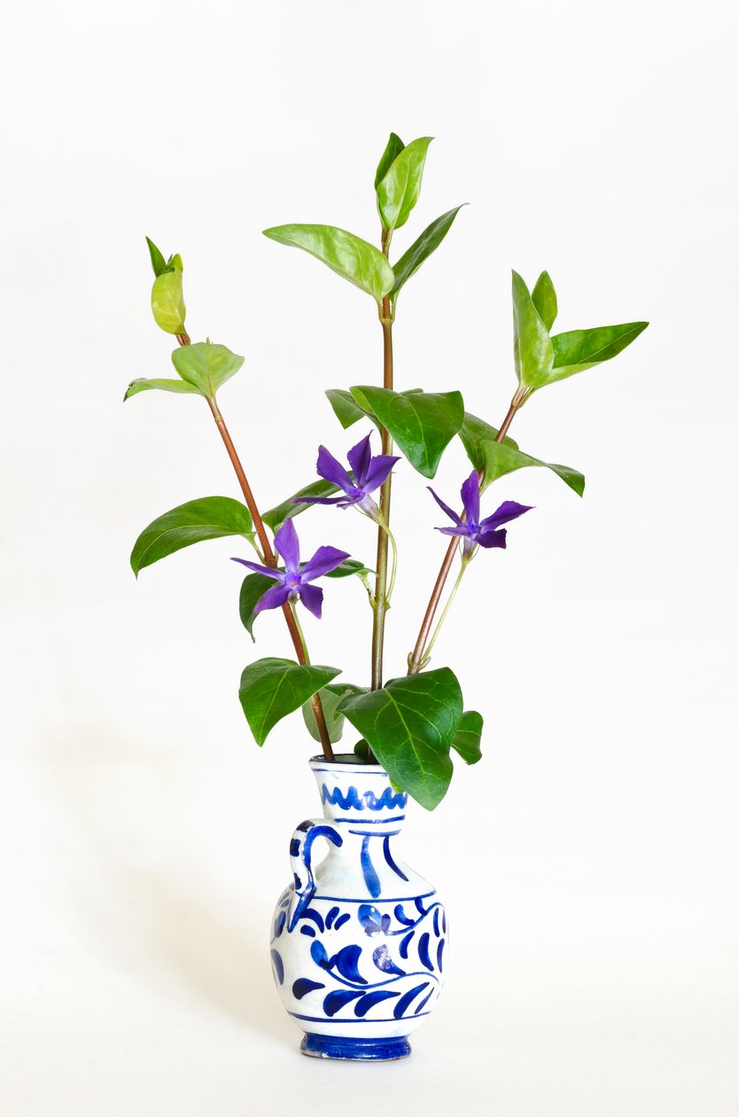 Tre stilker av periwinkle (Vinca major) som blomstrer i vase (bilde) av . .