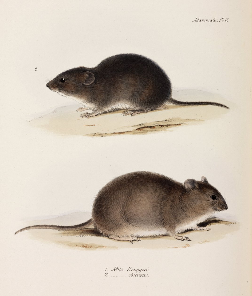 To typer mus, c 1832-1836 av John Pardon