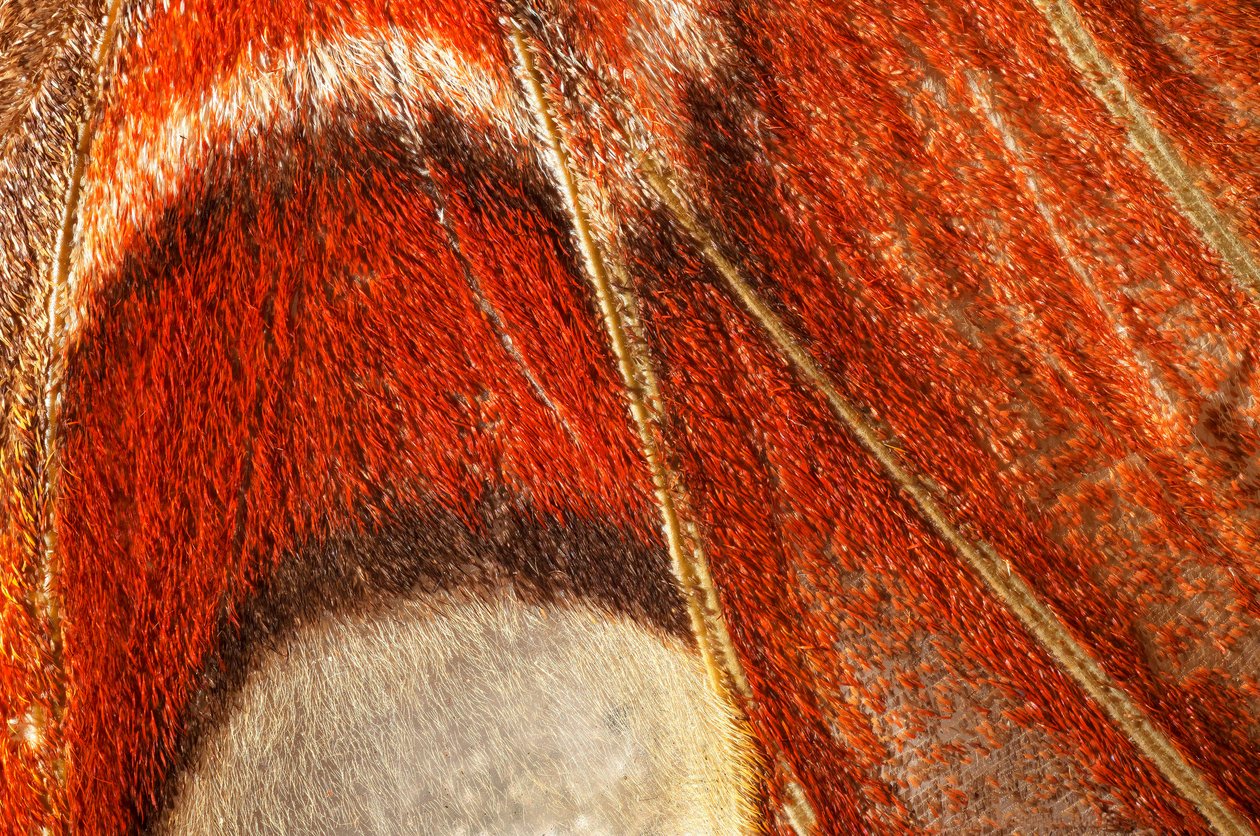sommerfugl Attacus atlas (lepidoptera) Nærmere plante. (makrofotografering) av John Pardon