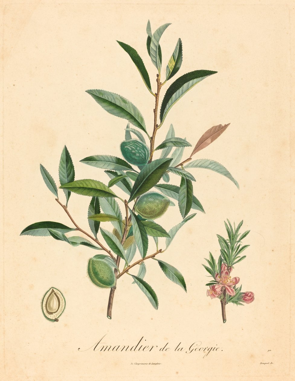 Georgia mandeltre av after A. Poiteau