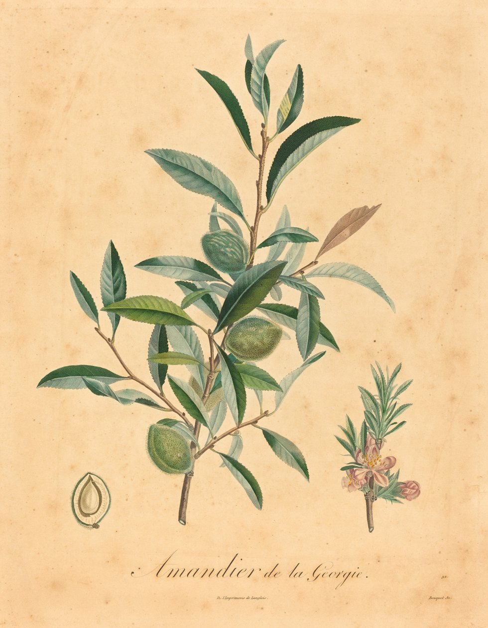 Georgia mandeltre av after A. Poiteau