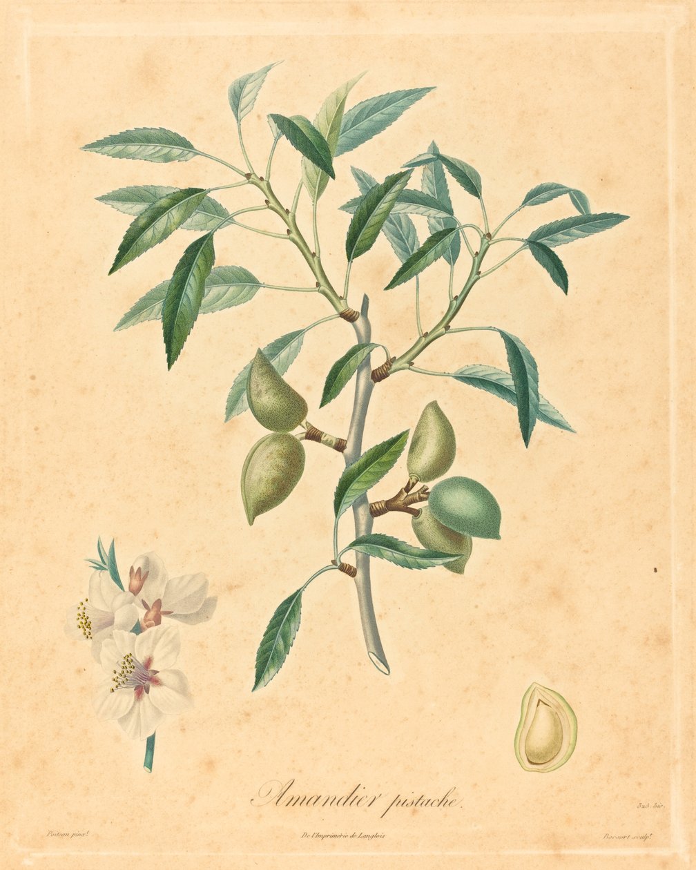 pistasj mandeltre av after A. Poiteau