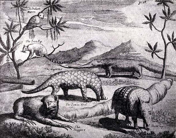 Creatures of the Northern River Plate, som avbildet av en tidlig kunstner, fra Nierhoffs Voyages and Travels, fra The Romance of the River Plate, Vol. I, av W.H. Koebel, 1914 av after German School