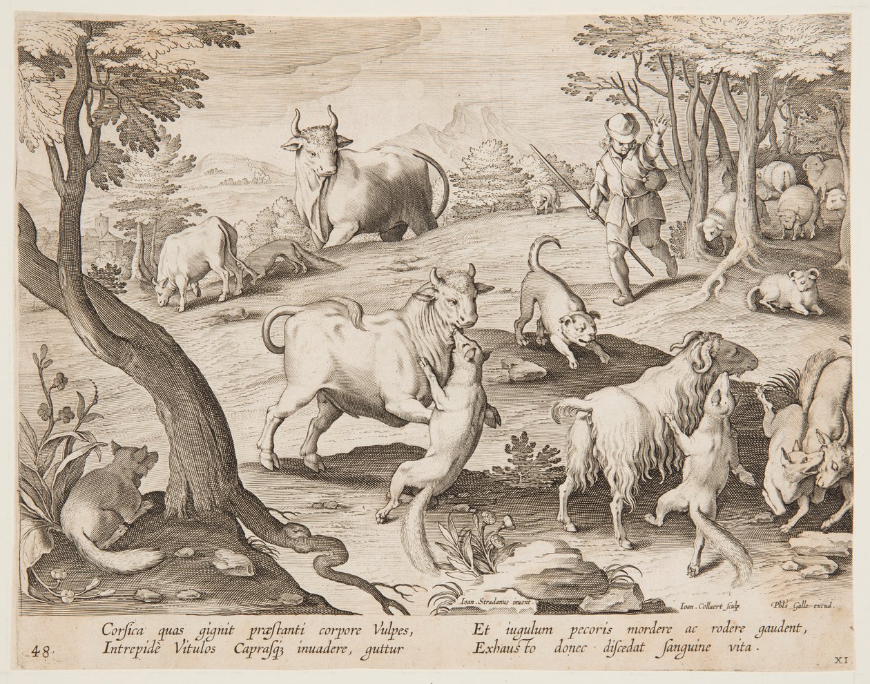 Okser og geiter angrepet av rever av after Jan van der Straet, called Stradanus