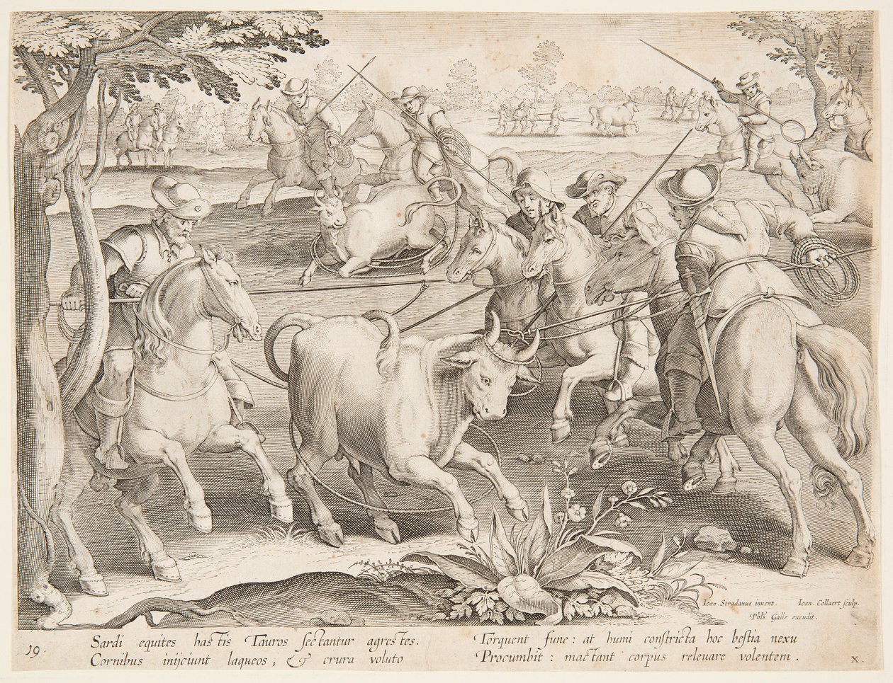 Å fange ville okser av after Jan van der Straet, called Stradanus