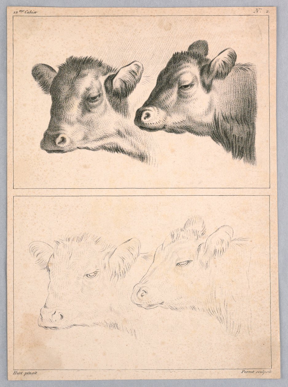 To kuhoder, Plate nr. 2 fra 12me Cahier d