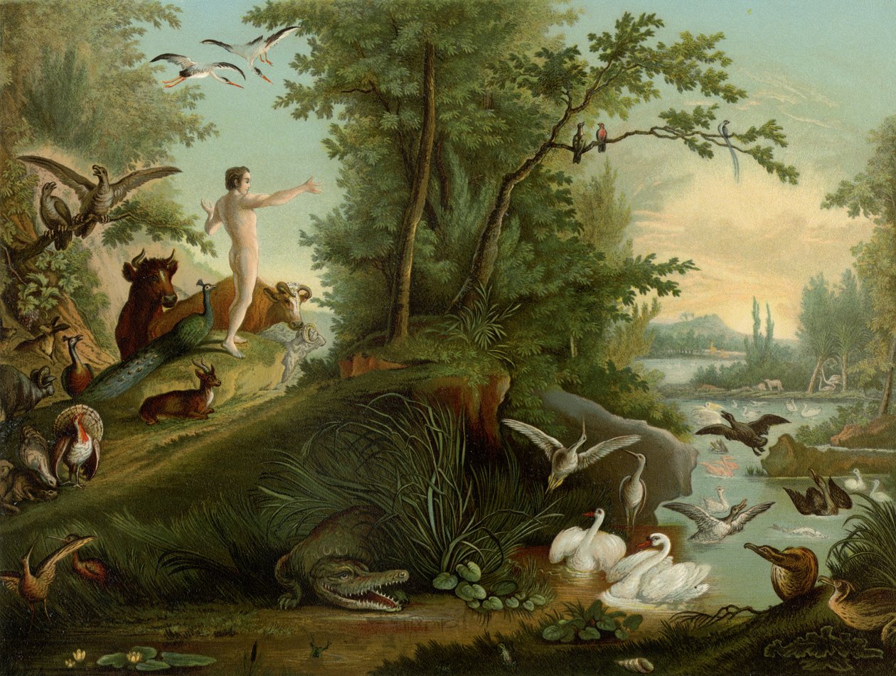 Adam i paradis av Johann Elias Ridinger or Riedinger