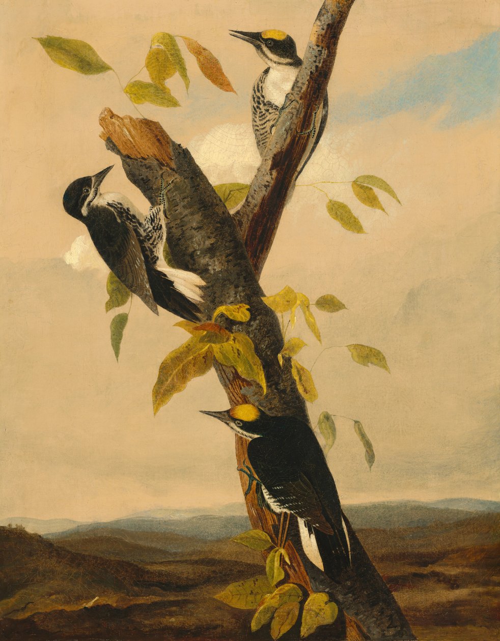 Svartrygg tretåpet spett av after John James Audubon Joseph Bartholomew Kidd