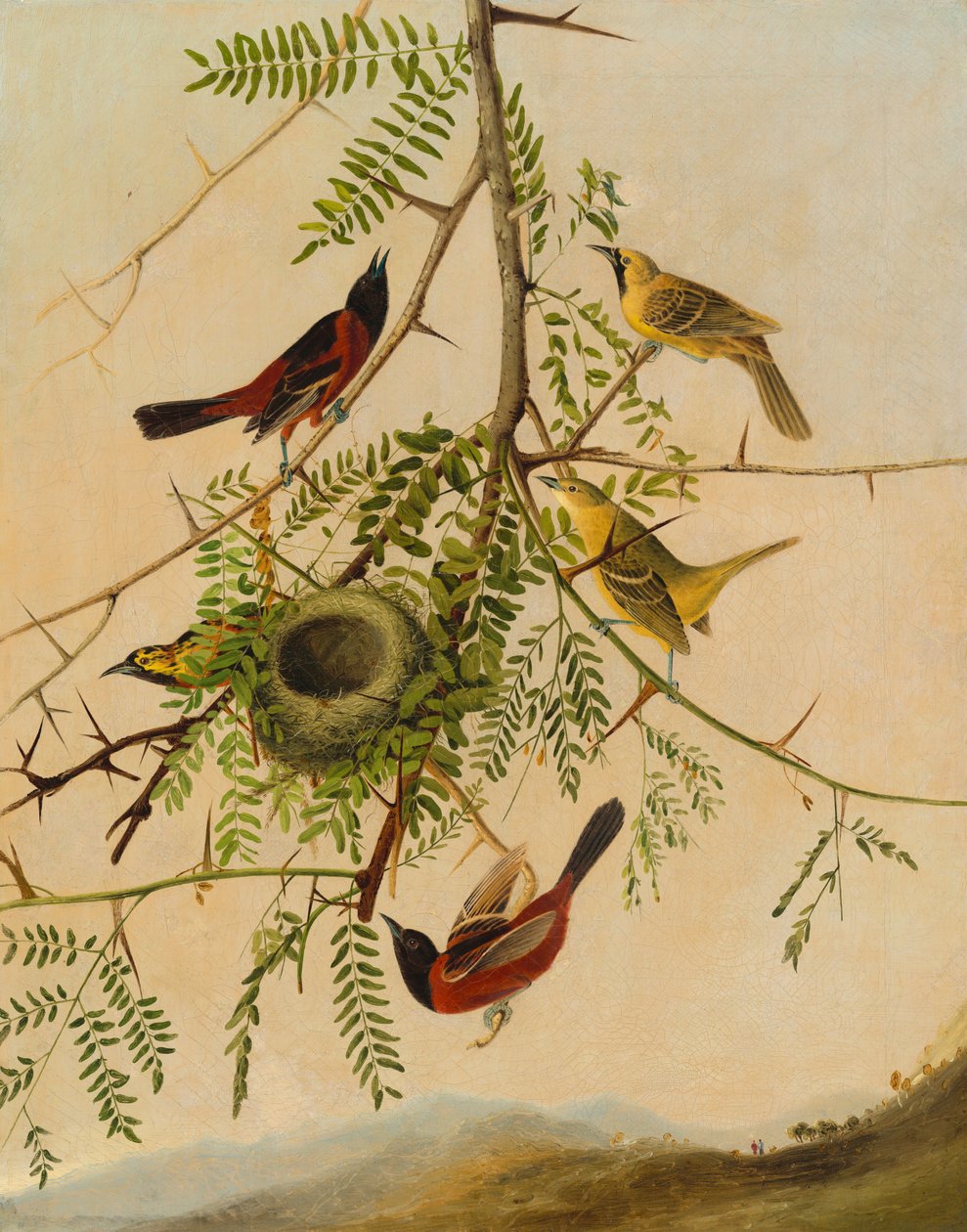 Orchard Oriole av after John James Audubon Joseph Bartholomew Kidd