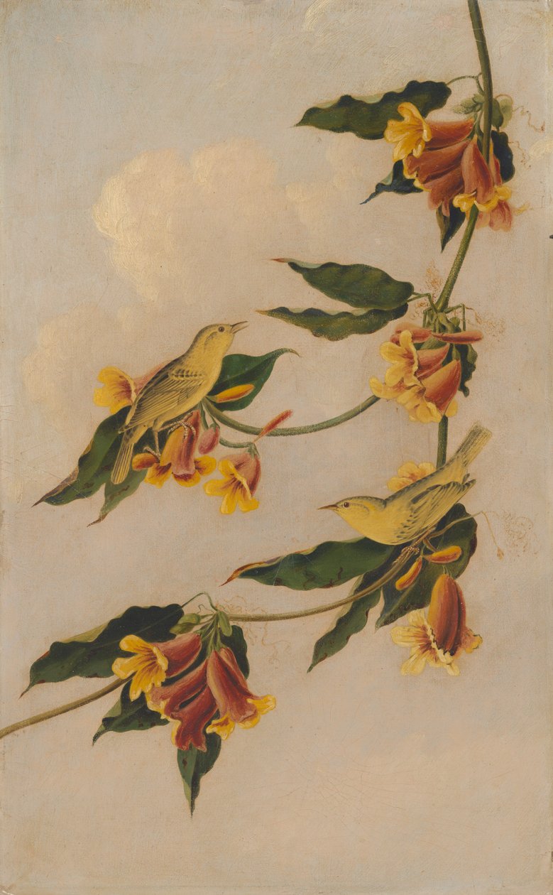 Gulsanger av after John James Audubon Joseph Bartholomew Kidd
