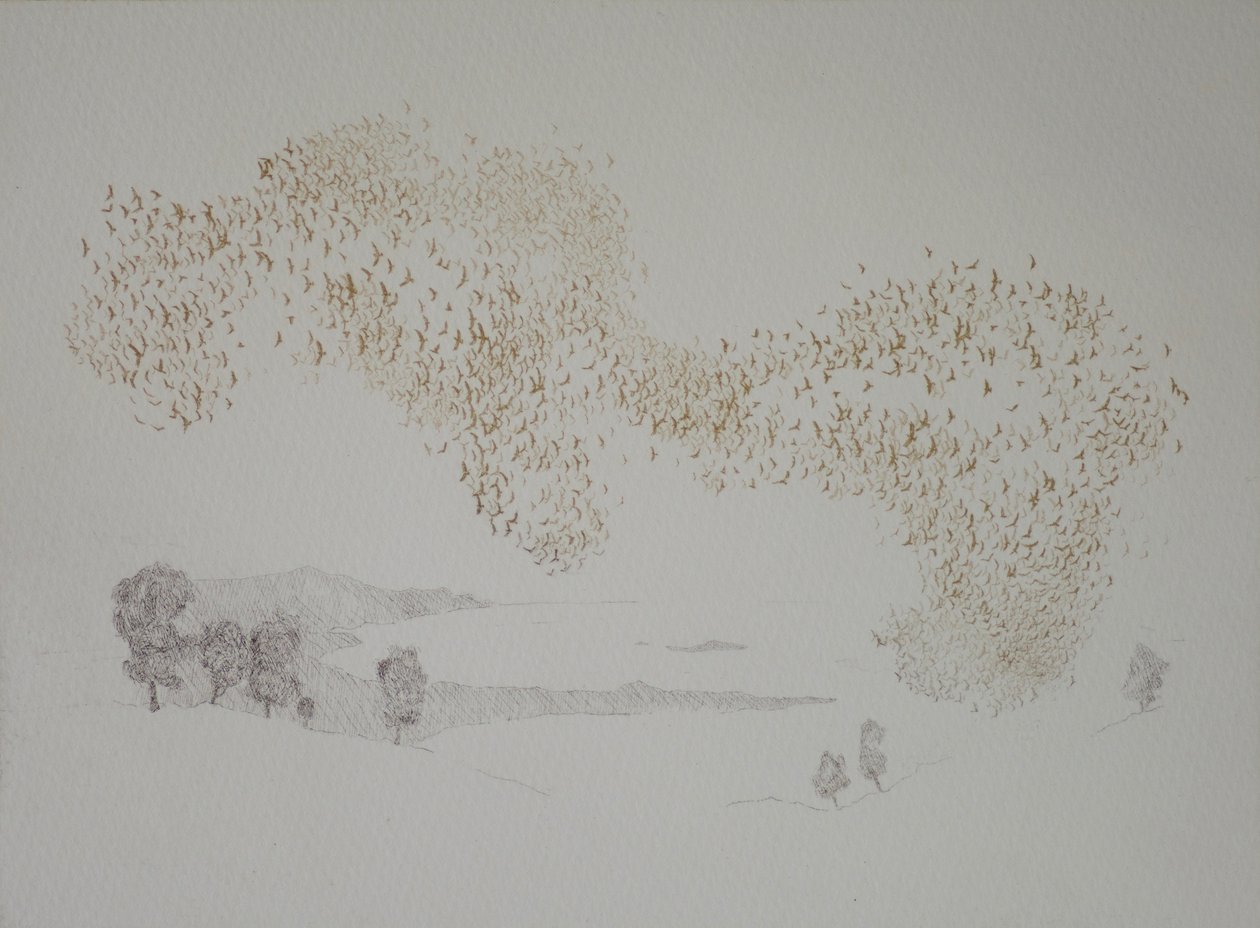Sunbirds, 2016, etsning og håndfarging på papir av angus hampel