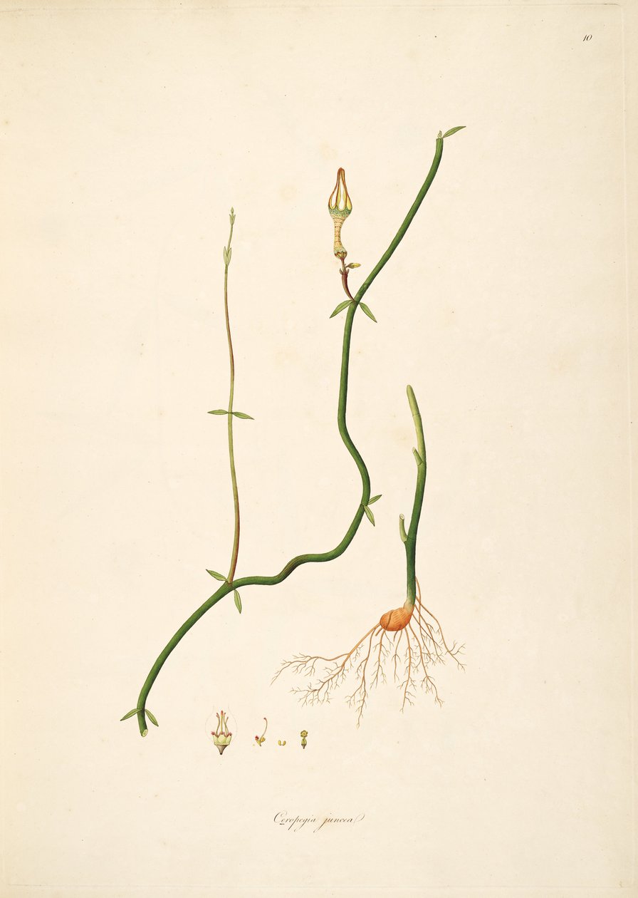 Illustrasjon av Ceropegia juncea, Apocynaceae, Asclepiadoideae av anonymus