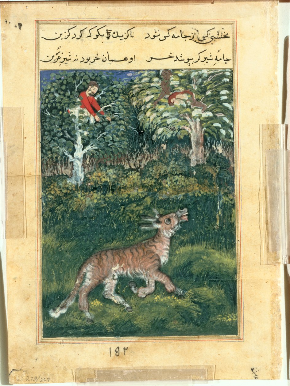 Eselet, i en tigers hud, avslører identiteten sin ved å skravle høyt, fra en Tuti-nama (Tales of a Parrot): Thirty-first Night av attributed to Basavana
