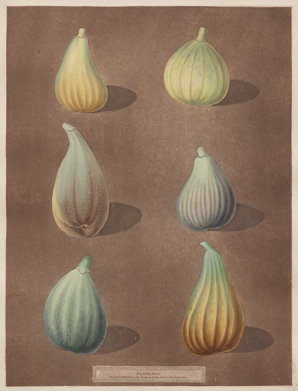 Pomona Britannica: nr. 74 - Fig av attributed to Richard Brookshaw