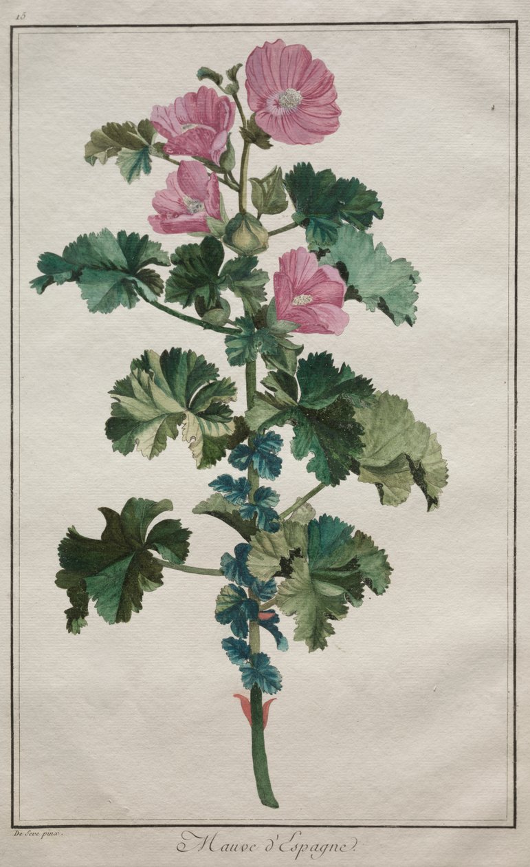 Samling av tjuefire planter og blomster: Mallow av de Seve