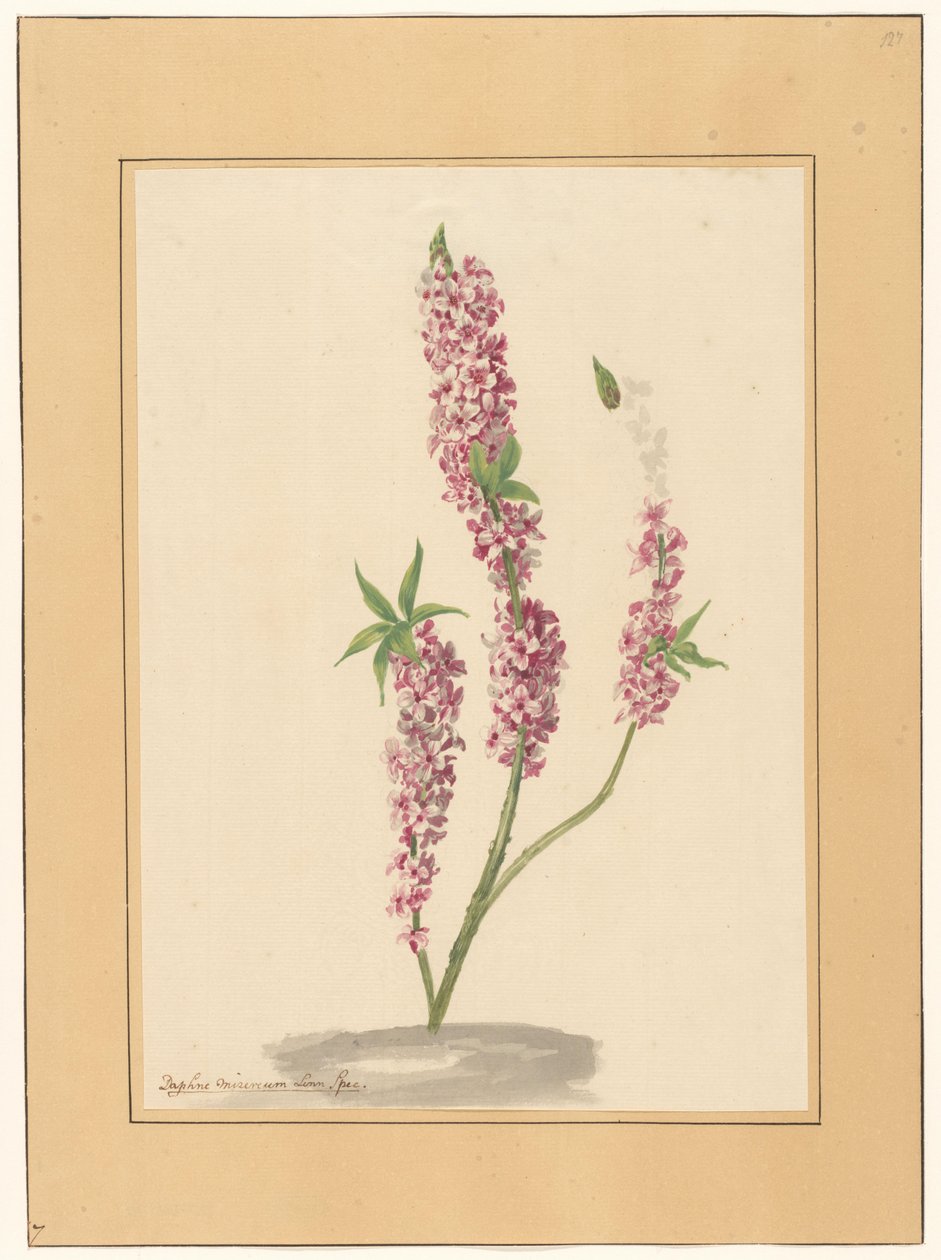 Rødt pepper tre på en bakke av familie Van der Vinne (attributed to)