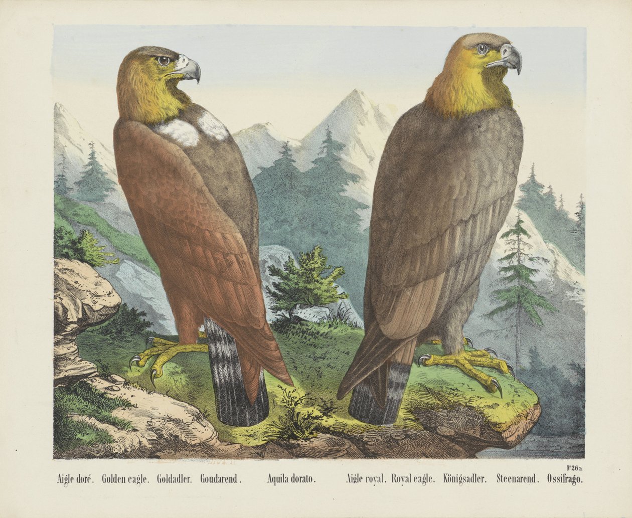Aigle doré. / Kongeørn. / Goldadler. / Goudarend. / Aquila dorato. / Aigle royal. / Kongelig ørn. / Königsadler. / Steenarend. / Ossifrago (tittel på objekt) av firma Joseph Scholz