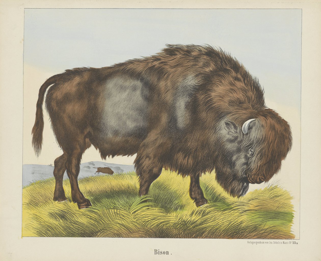 Bison (tittel på objekt) av firma Joseph Scholz