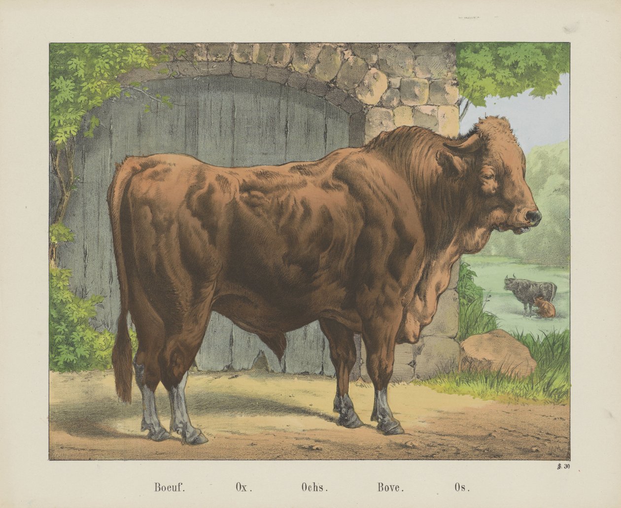 Boeuf. / Okse. / Ochs. / Bove. / Os (tittel på objekt) av firma Joseph Scholz